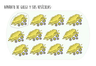 APARATO DE GOLGI y sus vesículas:
 