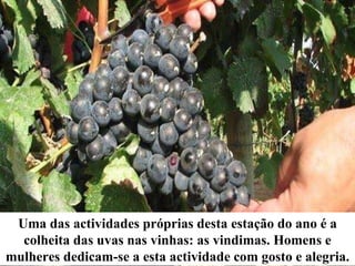 Uma das actividades próprias desta estação do ano é a colheita das uvas nas vinhas: as vindimas. Homens e mulheres dedicam-se a esta actividade com gosto e alegria. 