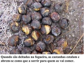 Quando são deitadas na fogueira, as castanhas estalam e abrem-se como que a sorrir para quem as vai comer. 