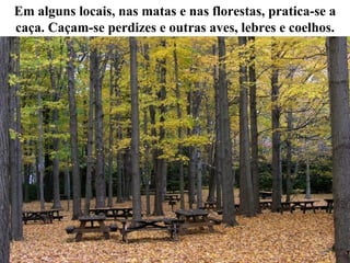 Em alguns locais, nas matas e nas florestas, pratica-se a caça. Caçam-se perdizes e outras aves, lebres e coelhos. 