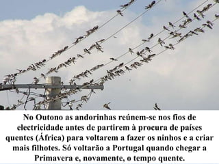 No Outono as andorinhas reúnem-se nos fios de electricidade antes de partirem à procura de países quentes (África) para voltarem a fazer os ninhos e a criar mais filhotes. Só voltarão a Portugal quando chegar a Primavera e, novamente, o tempo quente. 
