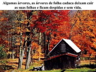 Algumas árvores, as árvores de folha caduca deixam cair as suas folhas e ficam despidas e sem vida. 