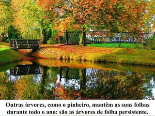 Outras árvores, como o pinheiro, mantêm as suas folhas durante todo o ano: são as árvores de folha persistente. 