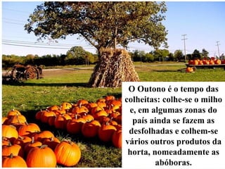 O Outono é o tempo das colheitas: colhe-se o milho e, em algumas zonas do país ainda se fazem as desfolhadas e colhem-se vários outros produtos da horta, nomeadamente as abóboras. 