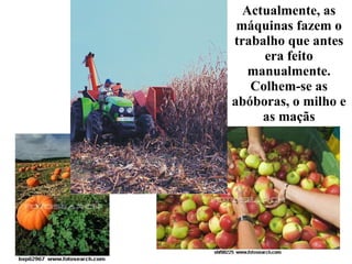 Actualmente, as máquinas fazem o trabalho que antes era feito manualmente. Colhem-se as abóboras, o milho e as maçãs 