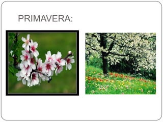 PRIMAVERA:<br />
