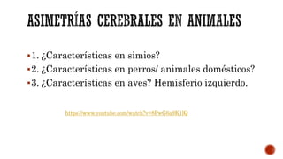 1. ¿Características en simios?
2. ¿Características en perros/ animales domésticos?
3. ¿Características en aves? Hemisferio izquierdo.
https://www.youtube.com/watch?v=8PwG6a9K1lQ
 