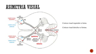 Corteza visual izquierda ve letras.
Corteza visual derecha ve formas.
 