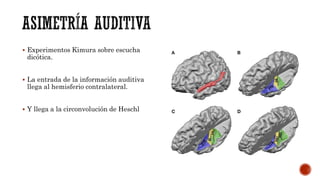  Experimentos Kimura sobre escucha
dicótica.
 La entrada de la información auditiva
llega al hemisferio contralateral.
 Y llega a la circonvolución de Heschl
 
