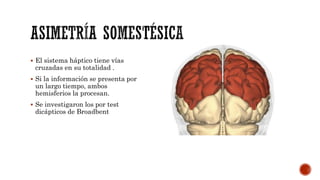  El sistema háptico tiene vías
cruzadas en su totalidad .
 Si la información se presenta por
un largo tiempo, ambos
hemisferios la procesan.
 Se investigaron los por test
dicápticos de Broadbent
 