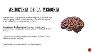 El hemisferio izquierdo es dominante para el aprendizaje
y la memoria verbal, mientras que el derecho lo es para
el aprendizaje y la memoria no verbal.
Mecanismos de observación: lesiones unilaterales
hemisféricas, terapia electroconvulsiva (TEC) , el Test de
WADA.
Los diestros evidencian mayor asimetrís mnémica, más
allá de zurdos o mujeres.
Las lesiones prematuras afectan la asimetría.
 