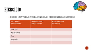  HACER UNA TABLA COMPARANDO LAS DIFERENTES ASIMETRIAS
ENTRADA
SENSORIAL
HEMISFERIO
IZQUIERDO
HEMISFERIO
DERECHO
VISUAL
AUDITIVO
Son.
lenguaje
 