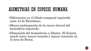 Diferencias en el lóbulo temporal izquierdo
zona 44 de Broadman.
Mayor prolongación de la cisura lateral del
hemisferio izquierdo.
Dimensión del hemisferios y lóbulos. El frontal,
puede tener mayor tamaño y mayor conexión en
el área de Broca.
 