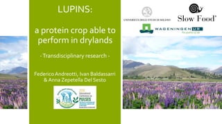 LUPINS:
a protein crop able to
perform in drylands
Federico Andreotti, Ivan Baldassarri
& Anna Zepetella Del Sesto
-Transdisciplinary research -
 