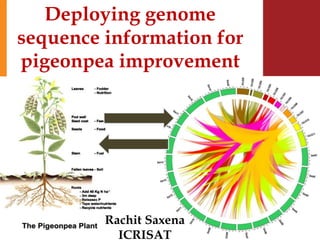 Deploying genome
sequence information for
pigeonpea improvement
Rachit Saxena
ICRISAT
 
