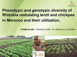 Phenotypic and genotypic diversity of
Rhizobia nodulating lentil and chickpea
in Morocco and their utilization.
I.THAMI ALAMI, I. BENJELLOUNS, .M. UDUPA and A.DOUIRA
 