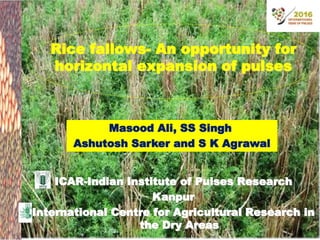 Rice fallows- An opportunity for
horizontal expansion of pulses
Masood Ali, SS Singh
Ashutosh Sarker and S K Agrawal
ICAR-Indian Institute of Pulses Research
Kanpur
International Centre for Agricultural Research in
the Dry Areas
 