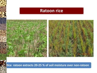 Rice fallows- An opportunity for horizontal expansion of pulses | PPTX