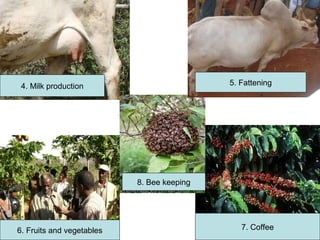 Indexed Based Livestock Insurance (IBLI): OPaDC activities and projects relevant to and complementing IBLI 