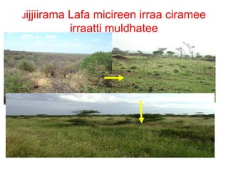 Indexed Based Livestock Insurance (IBLI): OPaDC activities and projects relevant to and complementing IBLI 