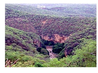 Indexed Based Livestock Insurance (IBLI): OPaDC activities and projects relevant to and complementing IBLI 