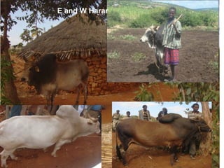 Indexed Based Livestock Insurance (IBLI): OPaDC activities and projects relevant to and complementing IBLI 