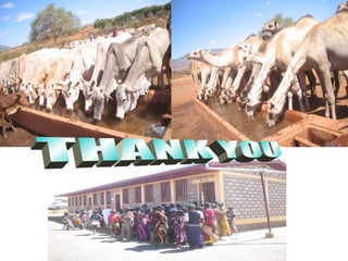 Indexed Based Livestock Insurance (IBLI): OPaDC activities and projects relevant to and complementing IBLI 