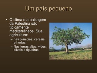 O clima e a paisagem da Palestina são tipicamente mediterráneos. Sua agricultura: nas planicies: cereais e hortas. Nas terras altas: vides, olivais e figueiras. Um país pequeno  