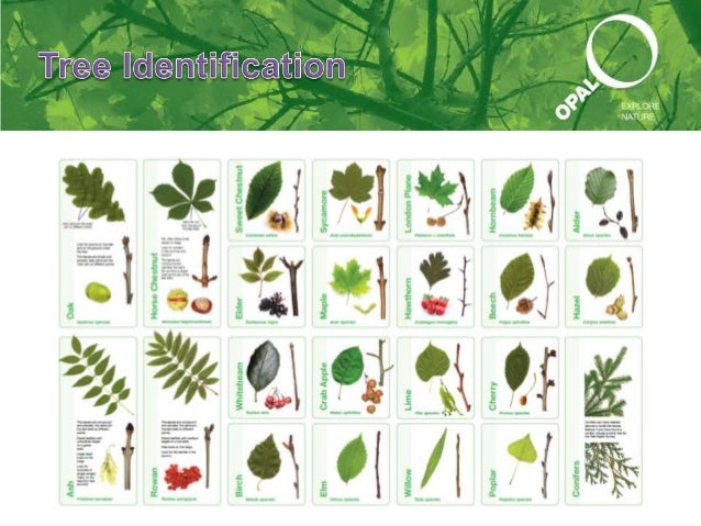 opal tree health introduction nc tree identification chart