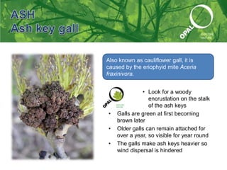OPAL Tree Health Survey training presentation | PPTX