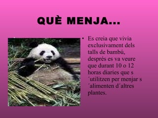 QUÈ MENJA...   Es creia que vivia exclusivament dels talls de bambú, després es va veure que durant 10 o 12 horas diaries que s´utilitzen per menjar s´alimenten d´altres plantes.                    