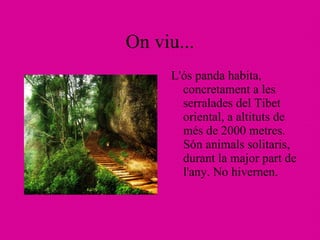 On viu... L'ós panda habita, concretament a les serralades del Tibet oriental, a altituts de més de 2000 metres. Són animals solitaris, durant la major part de l'any. No hivernen. 