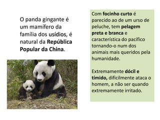 O panda gingante é
um mamífero da
família dos usídios, é
natural da República
Popular da China.

Com focinho curto é
parecido ao de um urso de
peluche, tem pelagem
preta e branca e
característica do pacífico
tornando-o num dos
animais mais queridos pela
humanidade.
Extremamente dócil e
tímido, dificilmente ataca o
homem, a não ser quando
extremamente irritado.

 