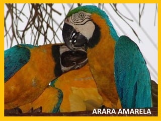 ARARA AMARELA 