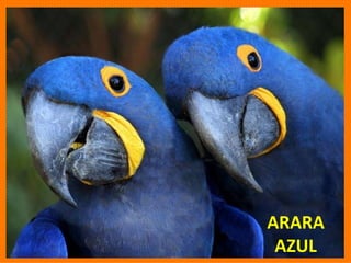 ARARA AZUL 