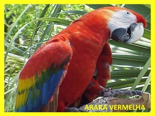 ARARA VERMELHA 