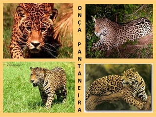 O N Ç A P A NT A N E I R A 