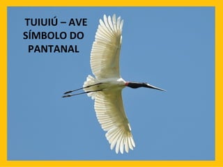 TUIUIÚ – AVE SÍMBOLO DO PANTANAL 