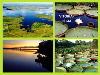 VITÓRIA-RÉGIA 