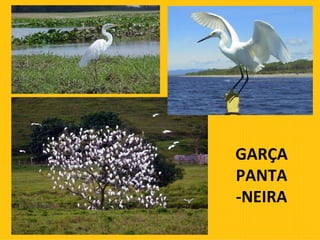 GARÇA PANTA-NEIRA 
