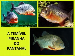 A TEMÍVEL PIRANHA DO PANTANAL 