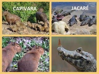 JACARÉ CAPIVARA 