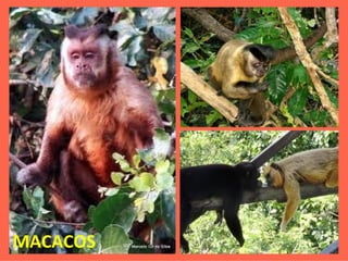 MACACOS 