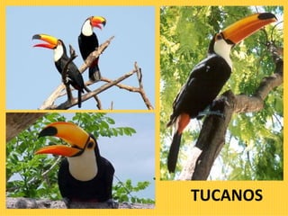 TUCANOS 