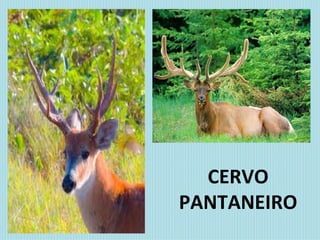 CERVO PANTANEIRO 
