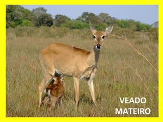 VEADO MATEIRO 