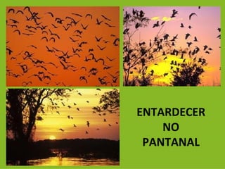 ENTARDECER  NO PANTANAL 