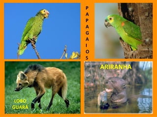 LOBO GUARÁ ARIRANHA P A P A G A I O S 