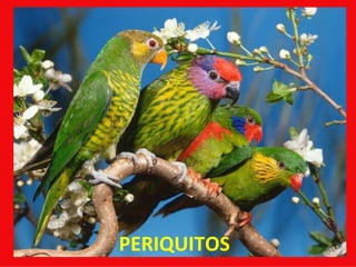 PERIQUITOS 
