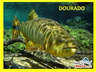 DOURADO 